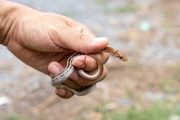 Striped Coconut Snake ,Copper-headed Racer - Elephe radiata. The little baby snake in the garden...