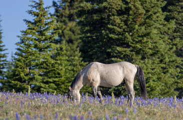 Wild Horse in the Pryor Mountains Montana in Summer