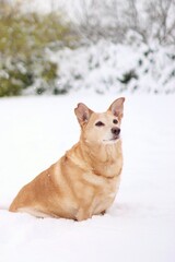 Light adopted dog poses in snowy meadow