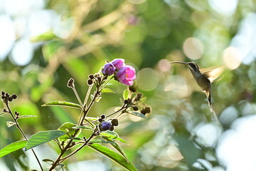 beja flor