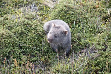Baby wombat sitting in the grass. Small, tiny wombat looking to the left side. Amazingly small and cute baby wombat in Cradle Mounatin National Park, Tasmania, Australia. 