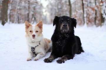 Obraz premium Black and white dog lie on the way in snowy forest