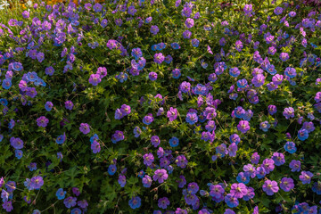 Geranium himalayense flowers in a garden, Gardening flowers concept.