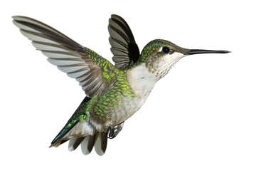 Graceful Hovering Hummingbird Flying, Close up
