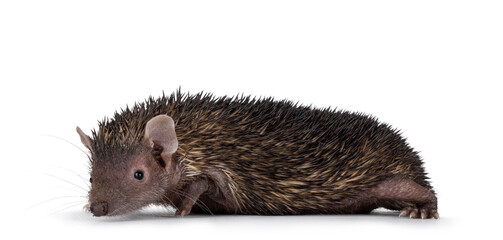 Young male dark brown Lesser Tenrec, standing side ways. Looking beside camera. Isolated on a white background.