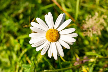 Fototapeta premium Chamomile flowers close-up on a summer day.