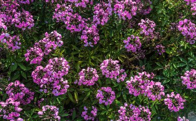 Fototapeta premium Pink tall phlox flowers in a garden, Gardening flowers concept.