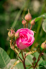 Photo of growing flowers in the garden