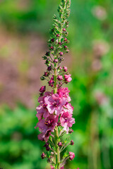 Fototapeta premium Photo of growing flowers in the garden