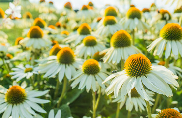 Fototapeta premium Echinacea flowers in a bright summer day.