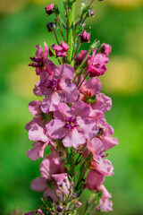 Photo of growing flowers in the garden