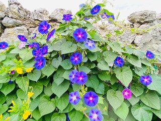 Morning glory Ipomoea flowers in the garden