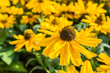 Yellow echinacea flowers closeup. Rudbeckia or Black eyed Susan fllowers.