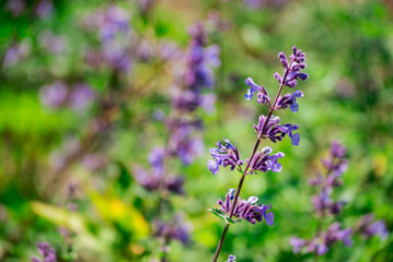 Photo of growing flowers in the garden