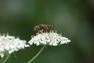 A dronefly (Eristalis), a type of hoverfly, feeding on hogweed