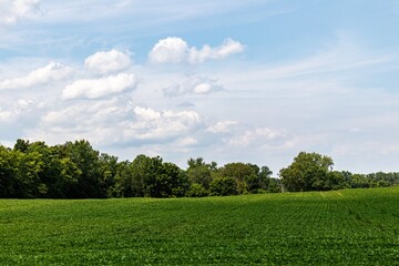 green agricultural field and sky in the midwest