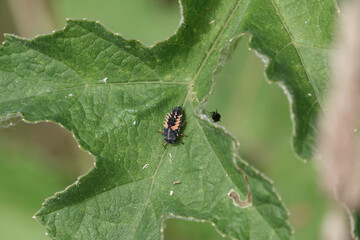 The larvae of a Harlequin Ladybird (Harmonia axyridis)