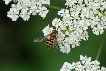 A hoverfly, Epistrophe grossulariae, feeding on hogweed