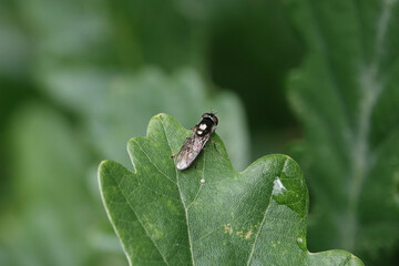 A hoverfly (Syrphidae) resting on a leaf