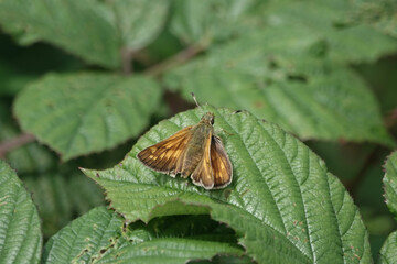 Large Skipper butterfly (Ochlodes sylvanus)