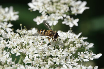 A hoverfly, Epistrophe grossulariae, feeding on hogweed