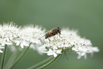 A dronefly (Eristalis), a species of Hoverfly, on hogweed