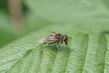 A Tapered Dronefly (Eristalis pertinax), a species of hoverfly, on a leaf