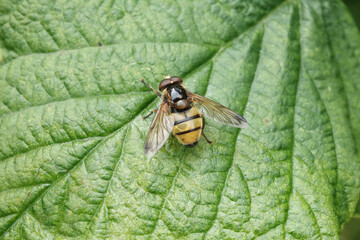Volucella inanis, a European species of Hoverfly and convincing hornet mimic