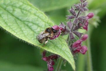 Fork-tailed Flower Bee (Anthophora furcata) feeding on Hedge Woundwort