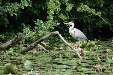 A grey heron (Ardea cinerea) perched by a lake in summer