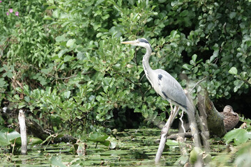 A grey heron (Ardea cinerea) perched by a lake in summer