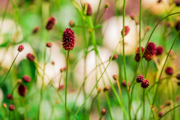 Photo of growing flowers in the garden