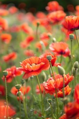 Obraz premium Red Poppy Field in Summer