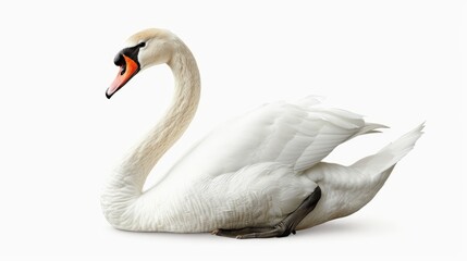 Fototapeta premium white swan on white background
