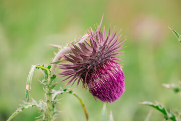 Photo of growing flowers in the garden