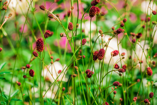 Photo of growing flowers in the garden