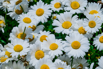 Obraz premium Photo of growing flowers in the garden
