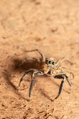Macro of a spider on the ground