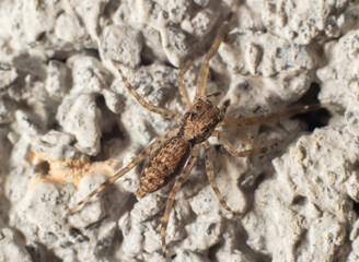 Macro of a spider on the ground