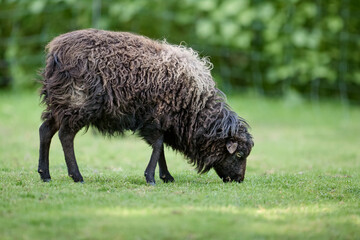 Brown female ouessant sheep grazes on meadow