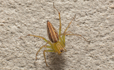 Macro of a spider on the ground