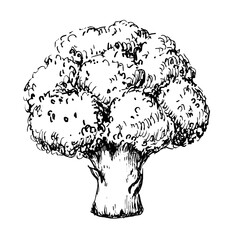 Broccoli hand drawn vintage vector sketch drawing	