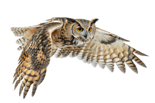 Close up owl flying, isolated on transparent background