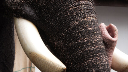Closeup of tusk and trunk of an elephant