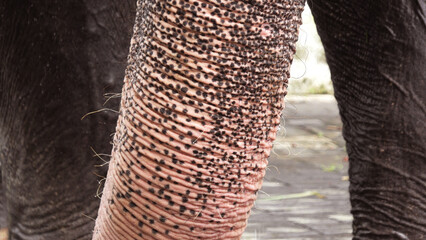 Elephant trunk in closeup