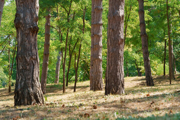 city park in the summer season, nature and path, beautiful view