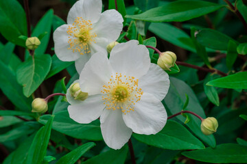Photo of growing flowers in the garden