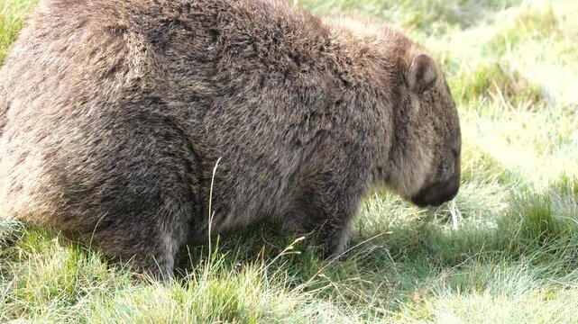 Big fluffy wombat chews on grass. 
Beautiful and cute wombat with brown fur feeding on the grass of Cradle Mountain National Park, Tasmania, Australia. 