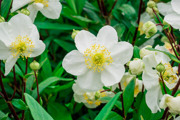 Photo of growing flowers in the garden