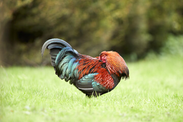 Rooster in the field picks feathers